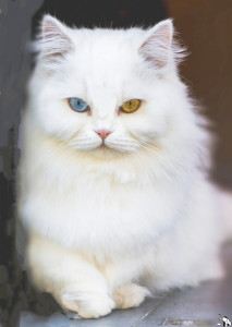 Каспер