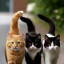 Три кота Три кота