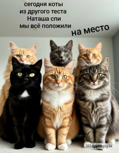 Мем День котиков Мем День котиков