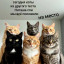 Мем День котиков