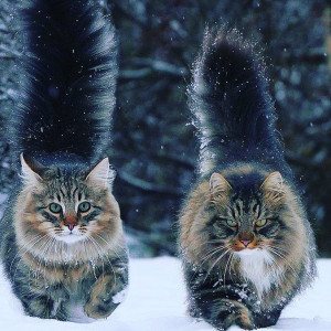 Баллада о мартовских котах