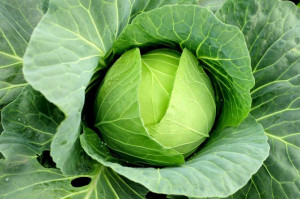 Капуста