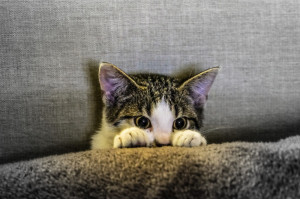 ​Писательский детектив. Дело №7. &laquo;Посмотри в коте&raquo;.