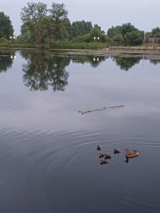 На пруду