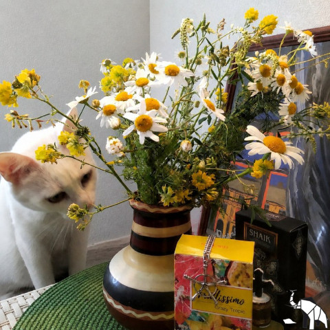 Лето, ромашки, кошка