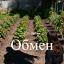 Обмен